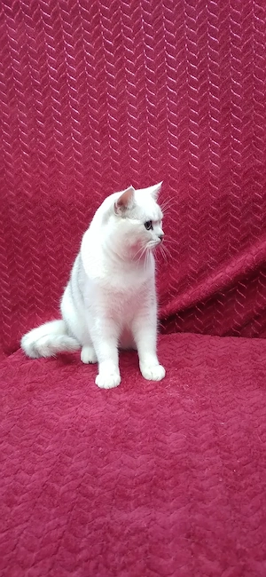 Motanel british shorthair chinchila silver - imagine 5