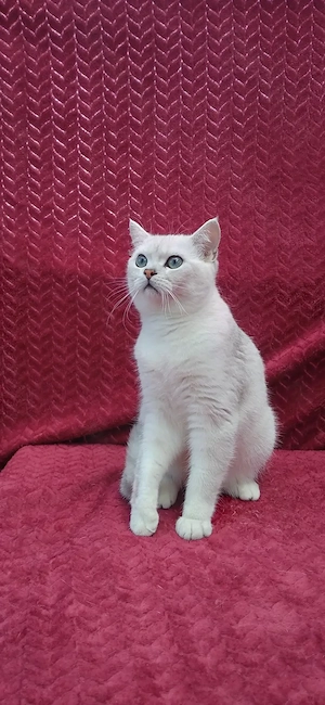 Motanel british shorthair chinchila silver