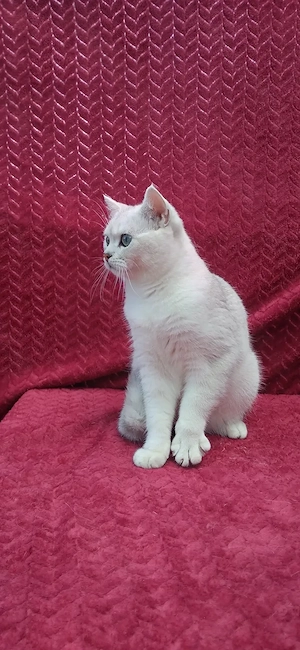 Motanel british shorthair chinchila silver - imagine 2