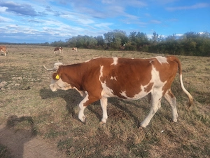 Vaca de vânzare 