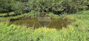 Teren de vis de 2.800 mp pe Valea Tărcăului – Cu lac natural și pădure - imagine 2