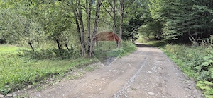Teren de vis de 2.800 mp pe Valea Tărcăului – Cu lac natural și pădure - imagine 9
