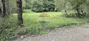 Teren de vis de 2.800 mp pe Valea Tărcăului – Cu lac natural și pădure - imagine 8