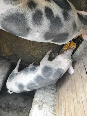 Porci de vanzare pentru Crăciun in viu sau jumătate în carcasă  - imagine 2