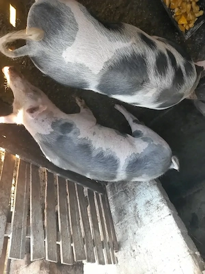 Porci de vanzare pentru Crăciun 