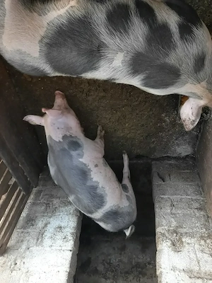 Porci de vanzare pentru Crăciun in viu sau jumătate în carcasă  - imagine 3