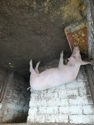Porci de vanzare pentru Crăciun in viu sau jumătate în carcasă  - imagine 4
