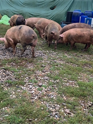 Porci de tăiat