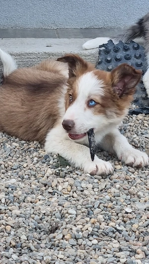 Vand Border Collie - imagine 3
