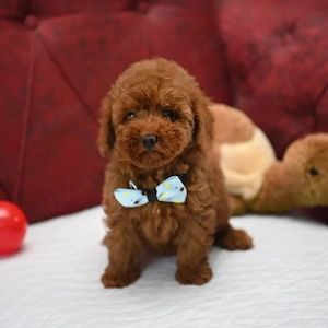 Disponibili in Canisa Proprie pui Caniche Poodle Toy, calitate Expo - imagine 3