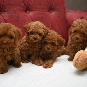 Disponibili in Canisa Proprie pui Caniche Poodle Toy, calitate Expo - imagine 2
