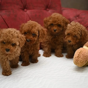 Disponibili in Canisa Proprie pui Caniche Poodle Toy, calitate Expo - imagine 4