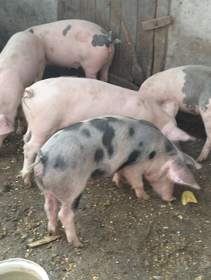 Șoldani de la 35-40kg