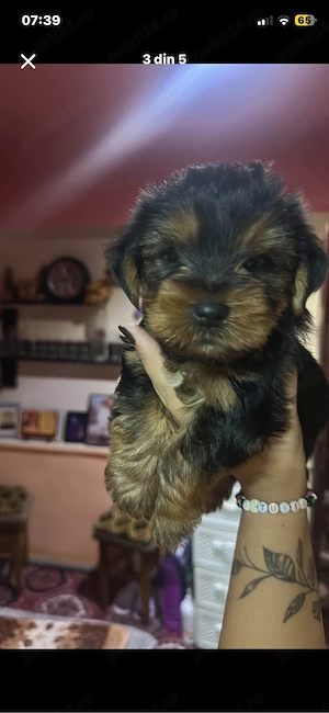 Puiuți Yorkshire Terrier! - imagine 4