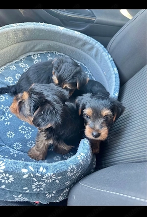 Puiuți Yorkshire Terrier!