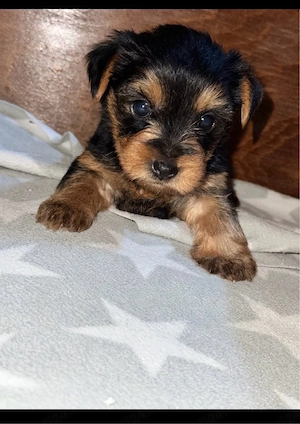 Puiuți Yorkshire Terrier! - imagine 2