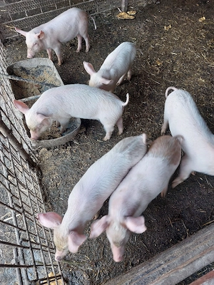 Vând purcei de 8 săptămâni. 