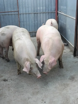 Disponibili porci  - imagine 4