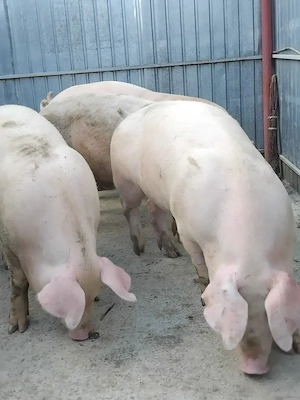 Disponibili porci  - imagine 2