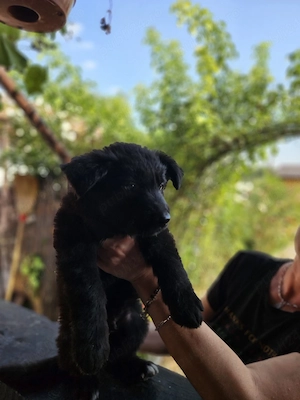 Ciobanesc german negru cu pedigree  - imagine 2