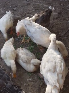 Gâște si rațe de vanzare