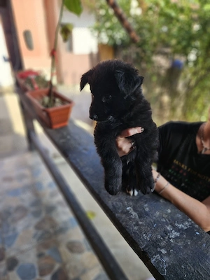 Ciobanesc german negru cu pedigree  - imagine 5