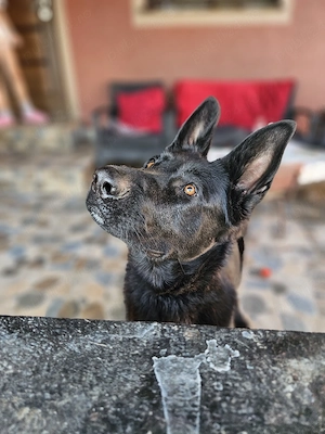 Ciobanesc german negru cu pedigree  - imagine 2