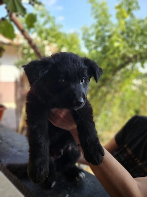 Ciobanesc german negru cu pedigree  - imagine 4