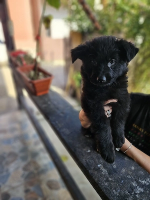 Ciobanesc german negru cu pedigree  - imagine 4