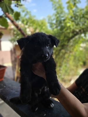 Ciobanesc german negru cu pedigree  - imagine 3
