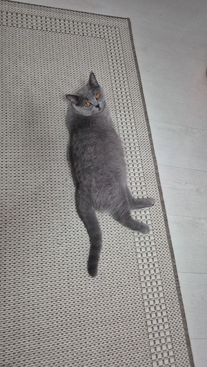 vand pisica british Shorthair 
