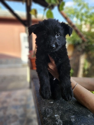 Ciobanesc german negru cu pedigree  - imagine 5