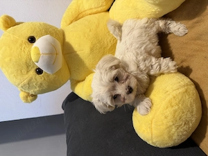 Bichon maltez 