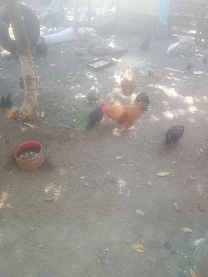 Găini din rasa pitică 