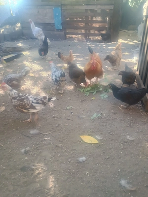 Găini din rasa pitică 