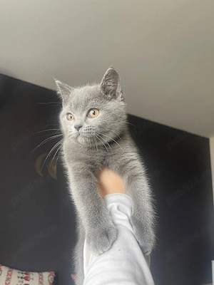 British shorthair blue