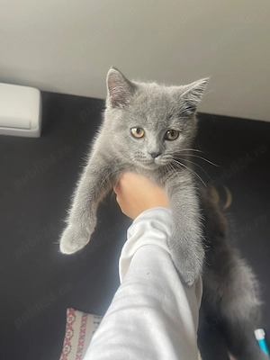 British shorthair blue - imagine 2