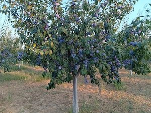 Vand prune 