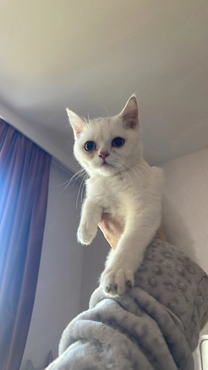 British shorthair alb