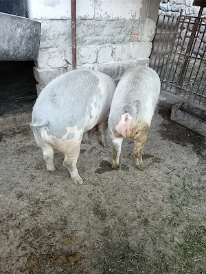 Vând porci crescuți în gospodarie - imagine 4