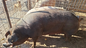 Scroafa dutok pt sacrificat 