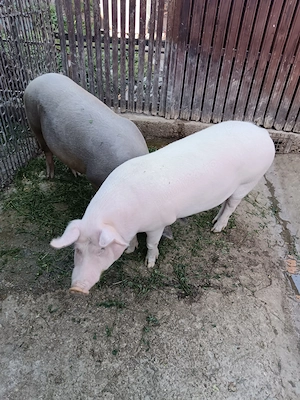 Vând porci crescuți în gospodarie