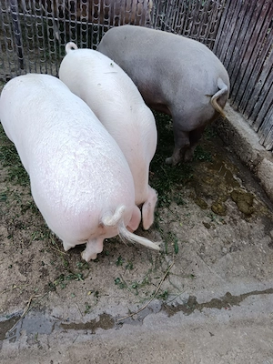 Vând porci crescuți în gospodarie - imagine 3