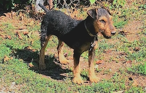 Mascul Jagdterrier 8 luni!