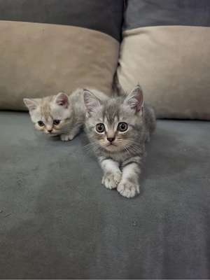 British shorthair