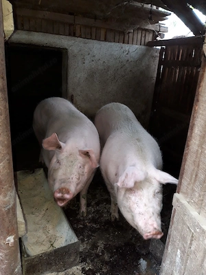 Porci de vânzare pentru Crăciun- 14 lei kg (poze reale) - imagine 2