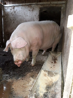 Porci de vânzare pentru Crăciun- 14 lei kg (poze reale)