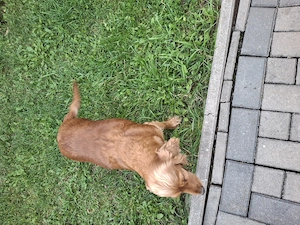 Vând cățel femelă Cocker Spaniel - imagine 3