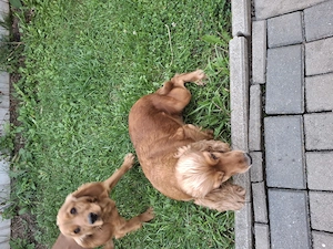 Vând cățel femelă Cocker Spaniel - imagine 4