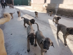 Catei Kangal  - imagine 4